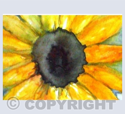 Full sunflower
