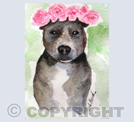 Staffy
