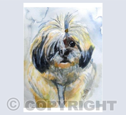 Lhasa Apso