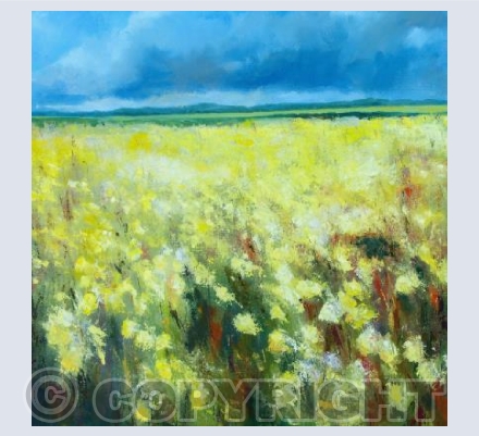 Fields of daffodils