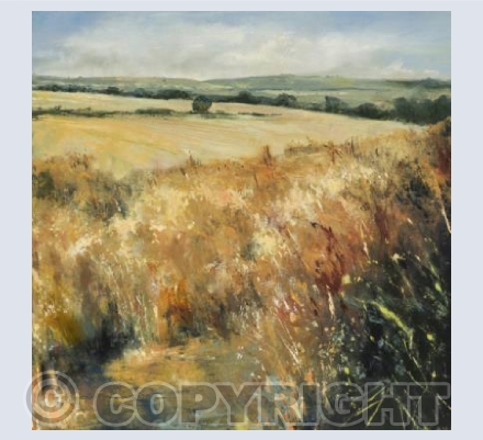 Wheat fields in summer