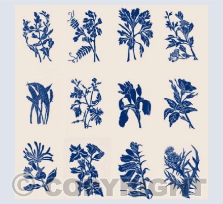Somerset Hedgerow - Summer 2020