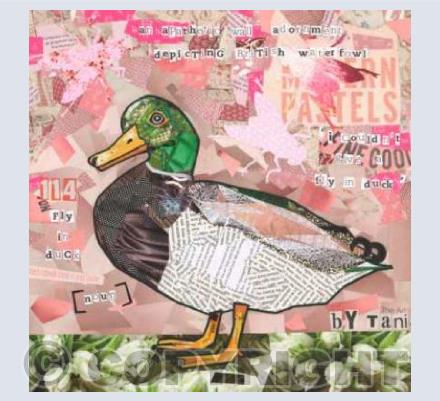 Fly in Duck