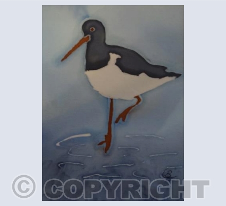 Oystercatcher