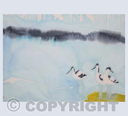 A Trio of Avocets