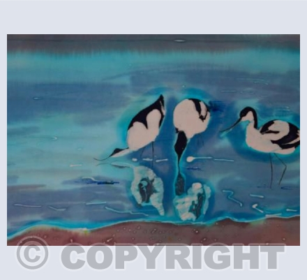Avocets
