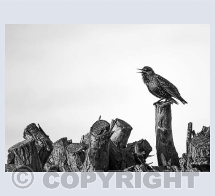 Lone Starling
