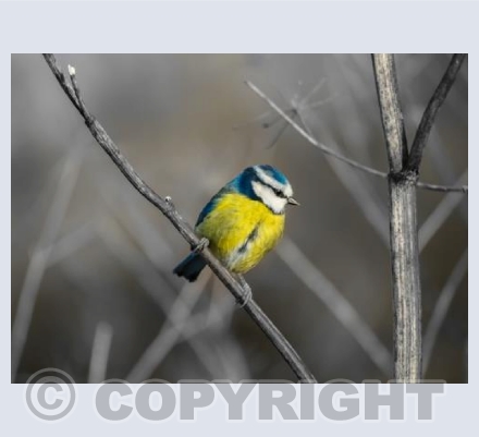 Blue Tit