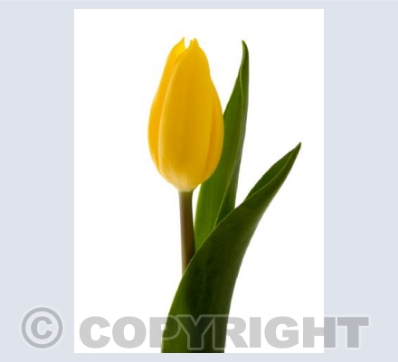 Yellow Tulip