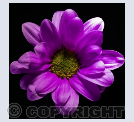 Purple Power