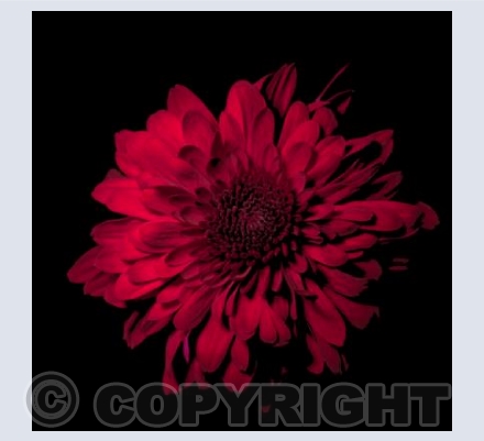 Beauty of Red