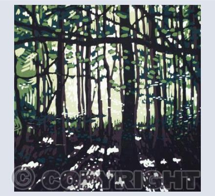 Summer Colour at Stoke Wood