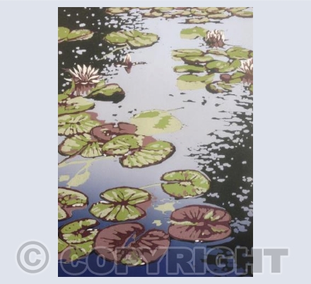 Lily Pond