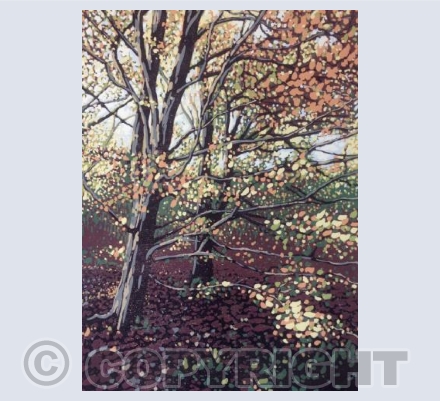 Autumn Beeches
