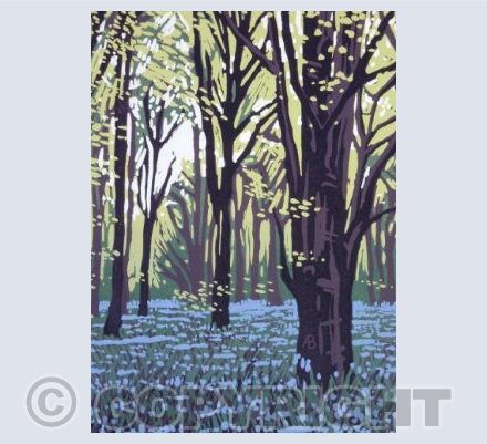 Stoke Wood Bluebells