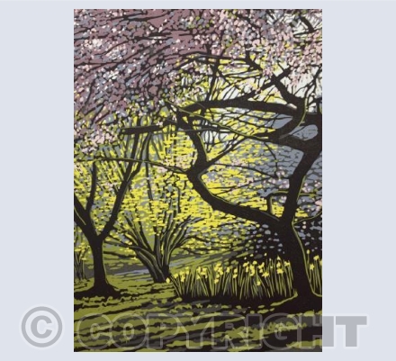 Batsford Blossom in Shade