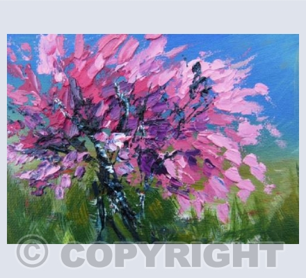 Pink Cherry