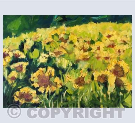 Late Sunflowers