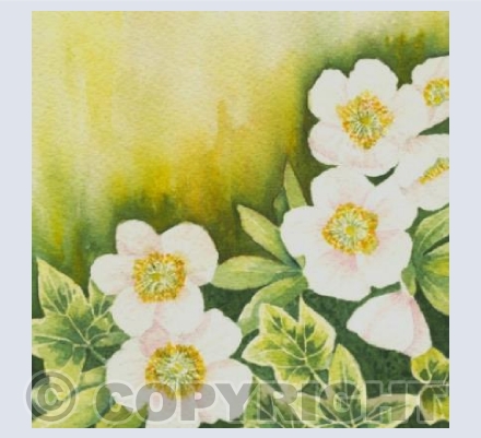 Christmas Roses