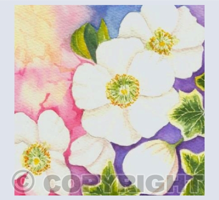 Christmas Roses (2)