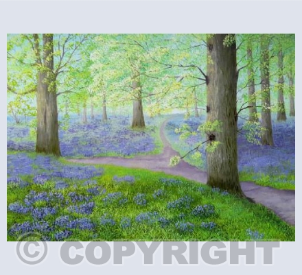 Bluebells at Badbury Clump