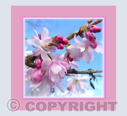 First blossom