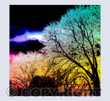 Winter Trees