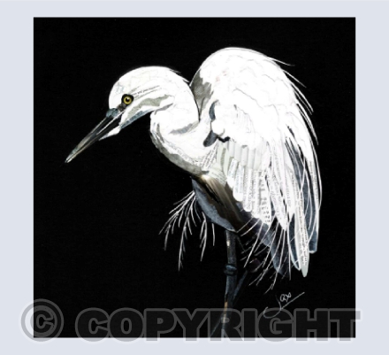 Little Egret