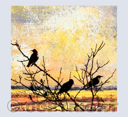 Jackdaws