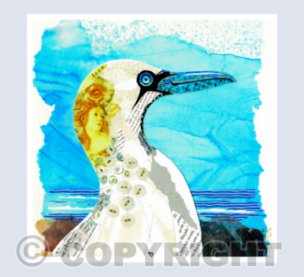 Gannet on the rocks
