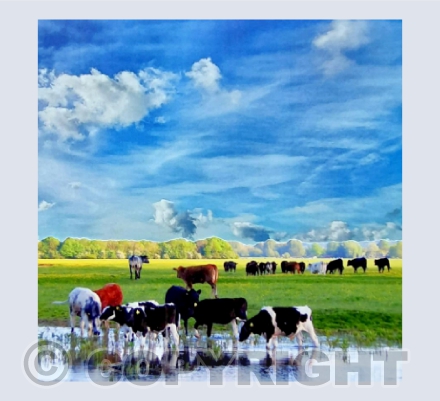 Cows on Port Meadow