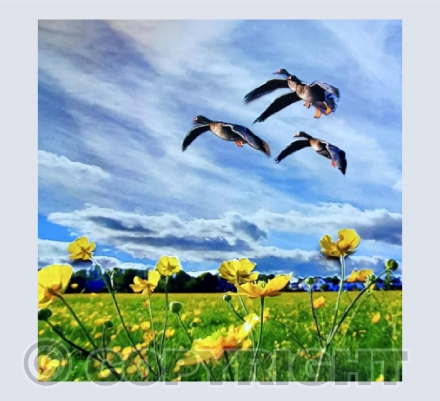 Buttercups on Port Meadow