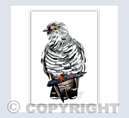 Cuckoo on white