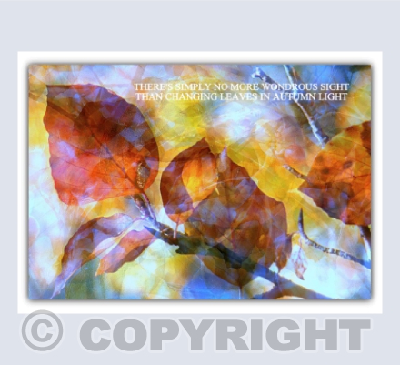 Autumn light