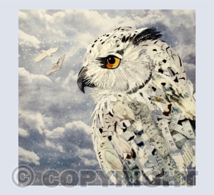 Snowy Owl 2