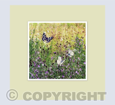Summer Meadow 2