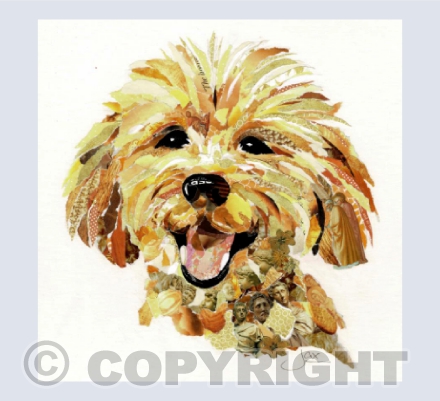 Teddy cavapoo