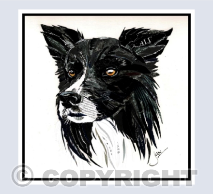Ted border collie