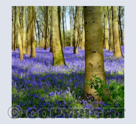 Bluebells at Badbury Clump