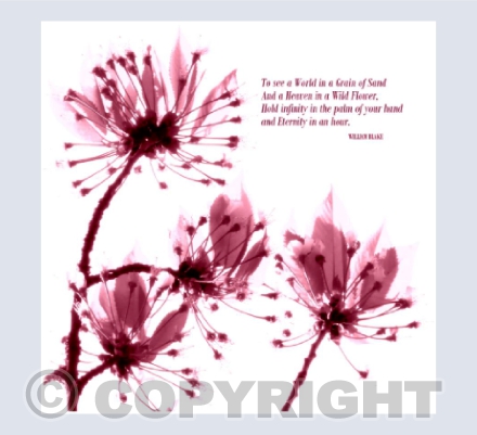William Blake quote