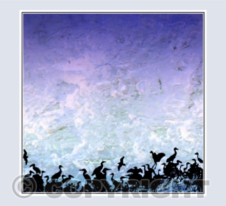 SEABIRDS