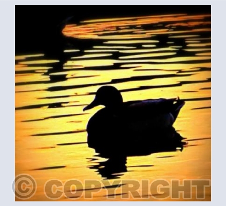 Duck at dusk