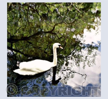 Swan on The Thames