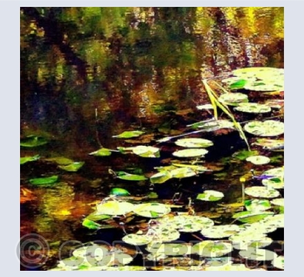 Water lilies