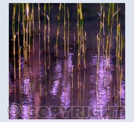 Water reeds