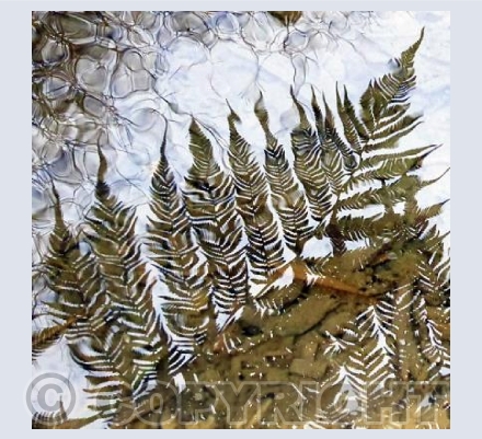 Reflection of fern.