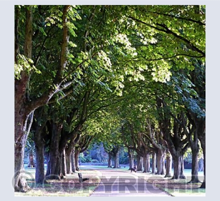 Florence Park
