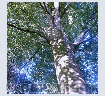 Tall trees