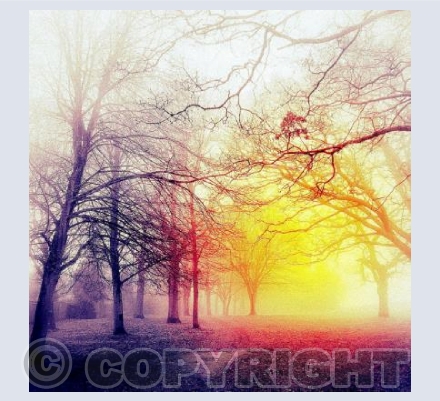 Winter sun through trees