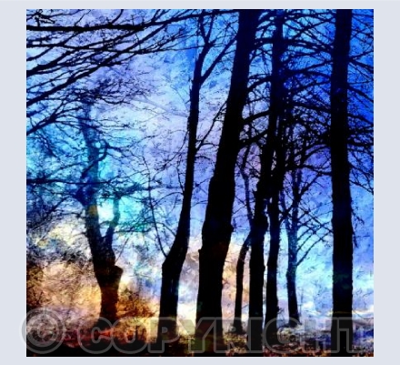 In the forest